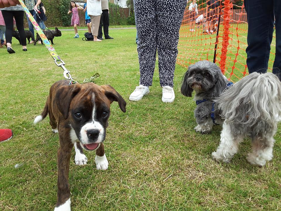 Dog Show at Murray Park Fun Day