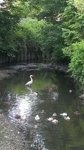 River Crane pic 1
