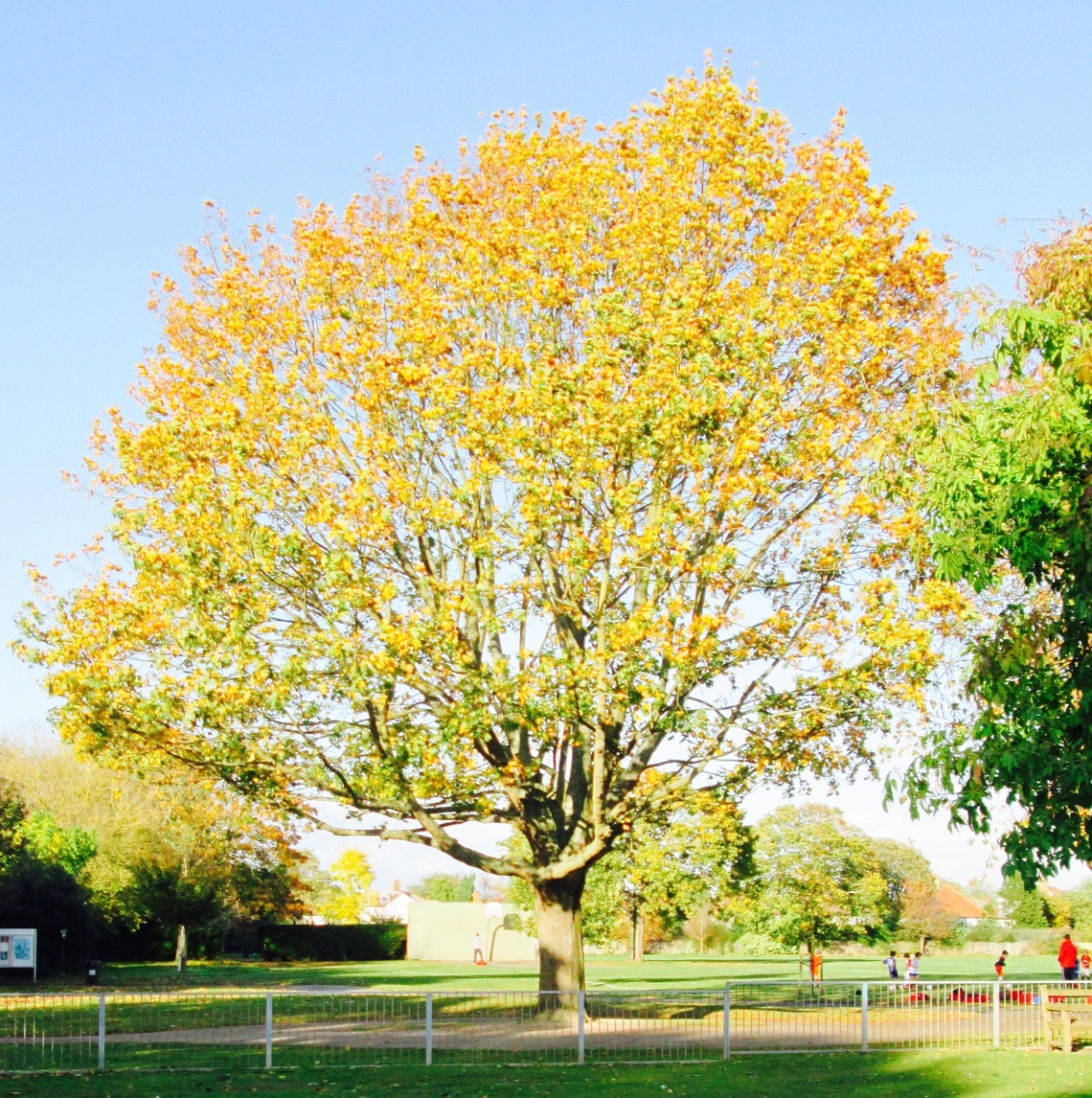 Sycamore tree in North Sheen Rec