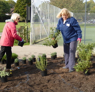 Sue and Jane setting out one of the front beds with cistus
