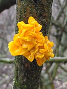 Yellow brain fungus
