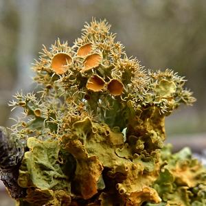 Golden-eye lichen