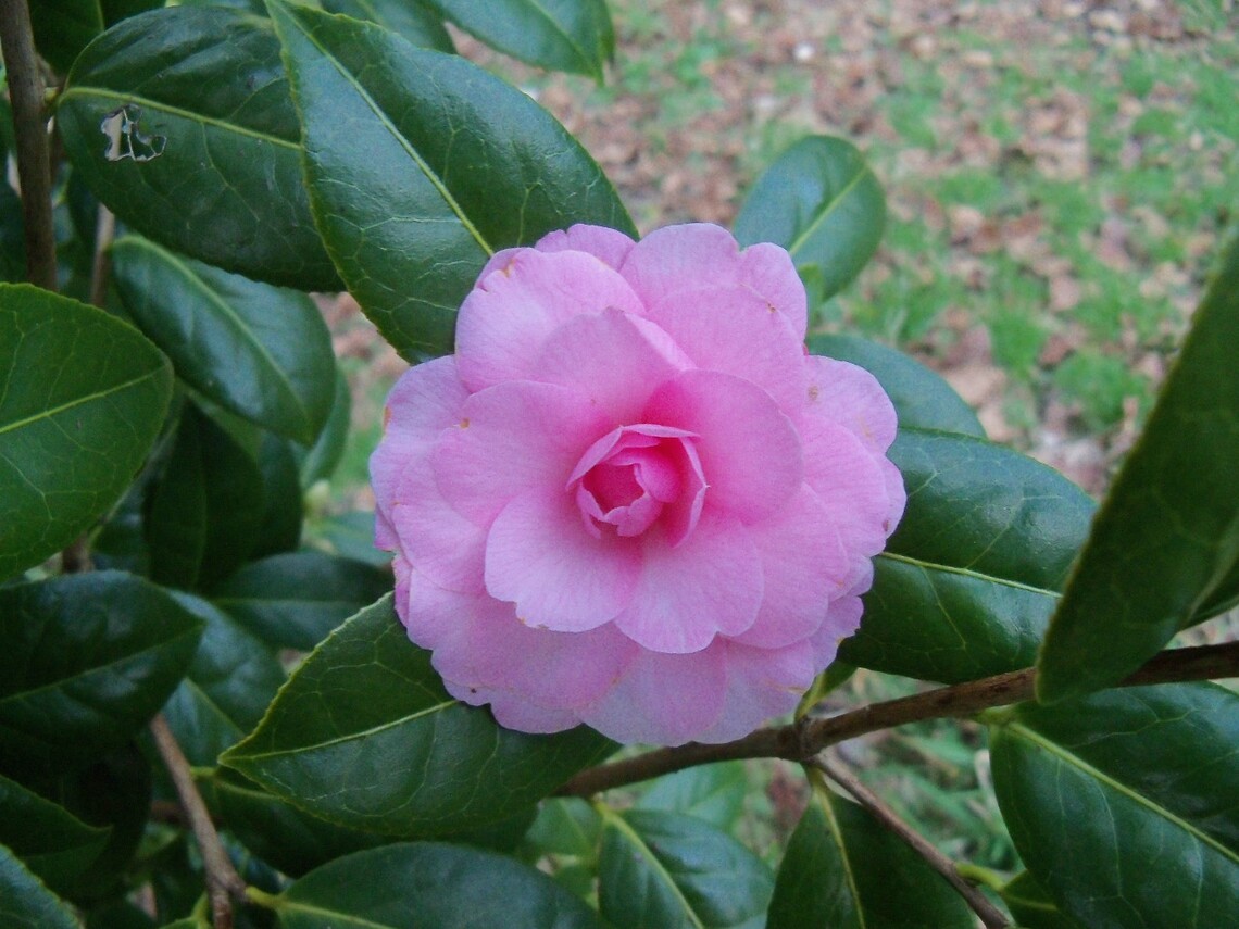Pink Camellia 0215