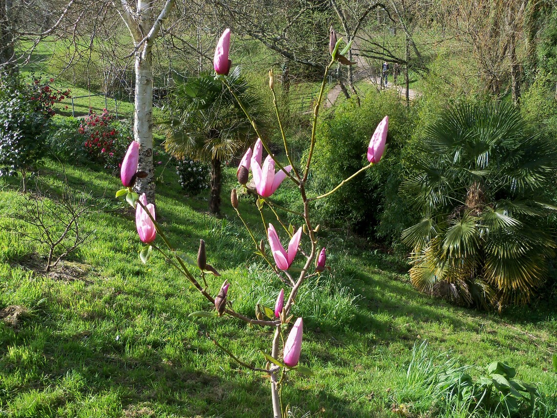 The Magnolia planted in memory of Dr M. L. A. (Mike) Robinson