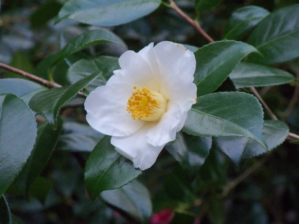 White Camellia 0215