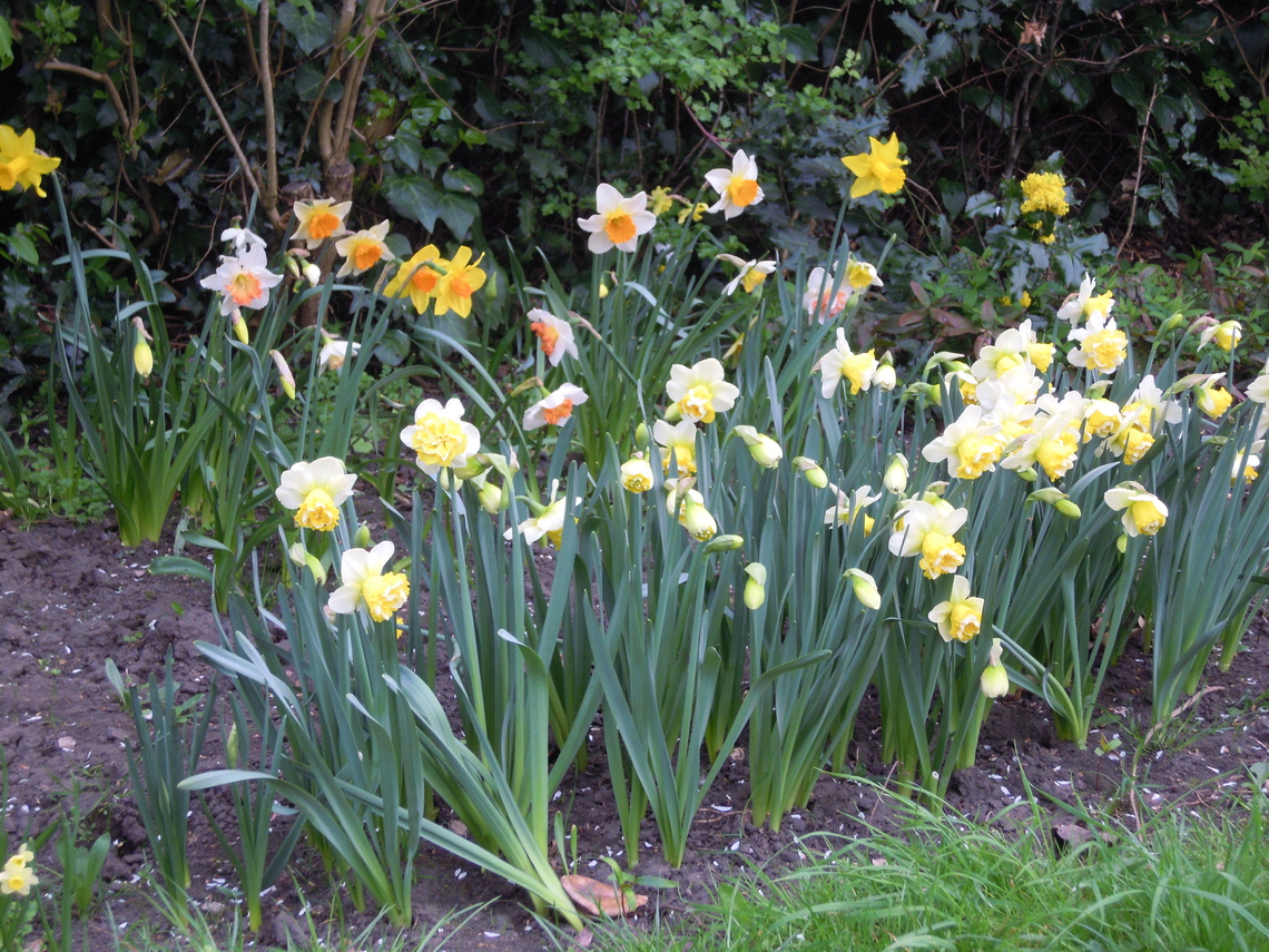 Narcissus Bulbs 2015