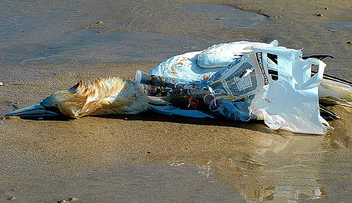 gannet killed by bag