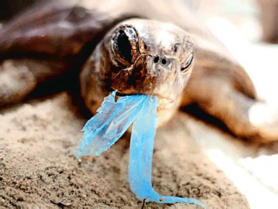 Turtle ingesting plastic 