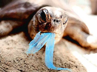 Damage to wildlife