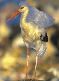 Plastic wrapped bird