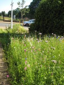 Roadside meadow, Petersham