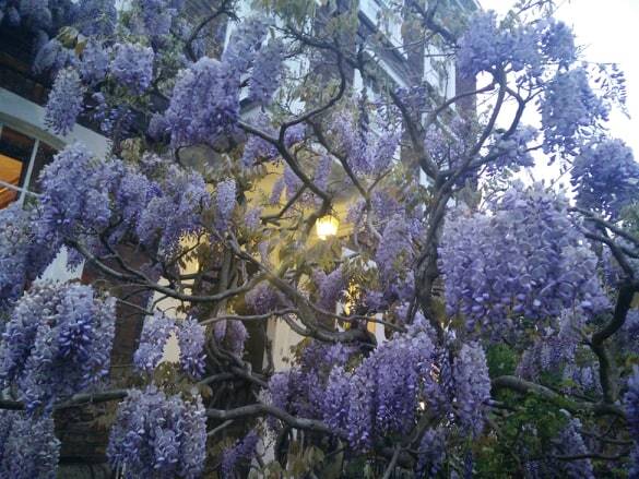 Wisteria at BH