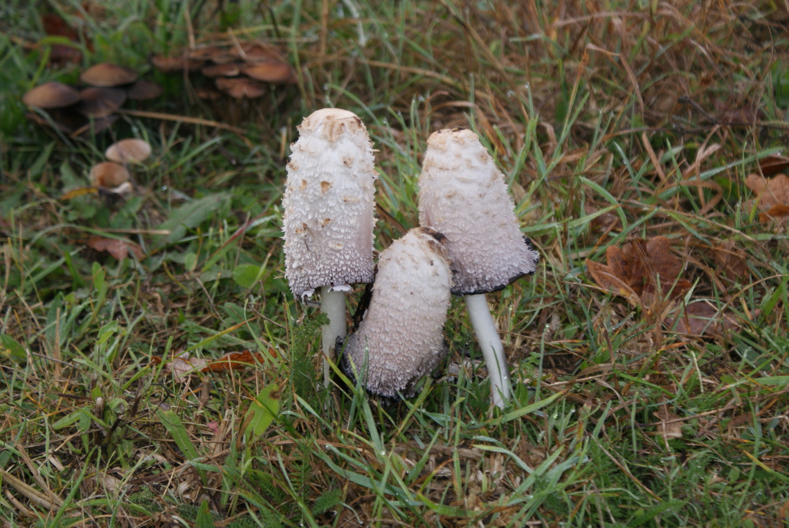 Autumn fungi 1