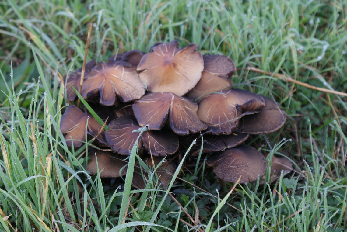 Autumn fungi 3