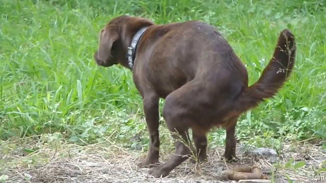 Dog Pooping (Shitting)