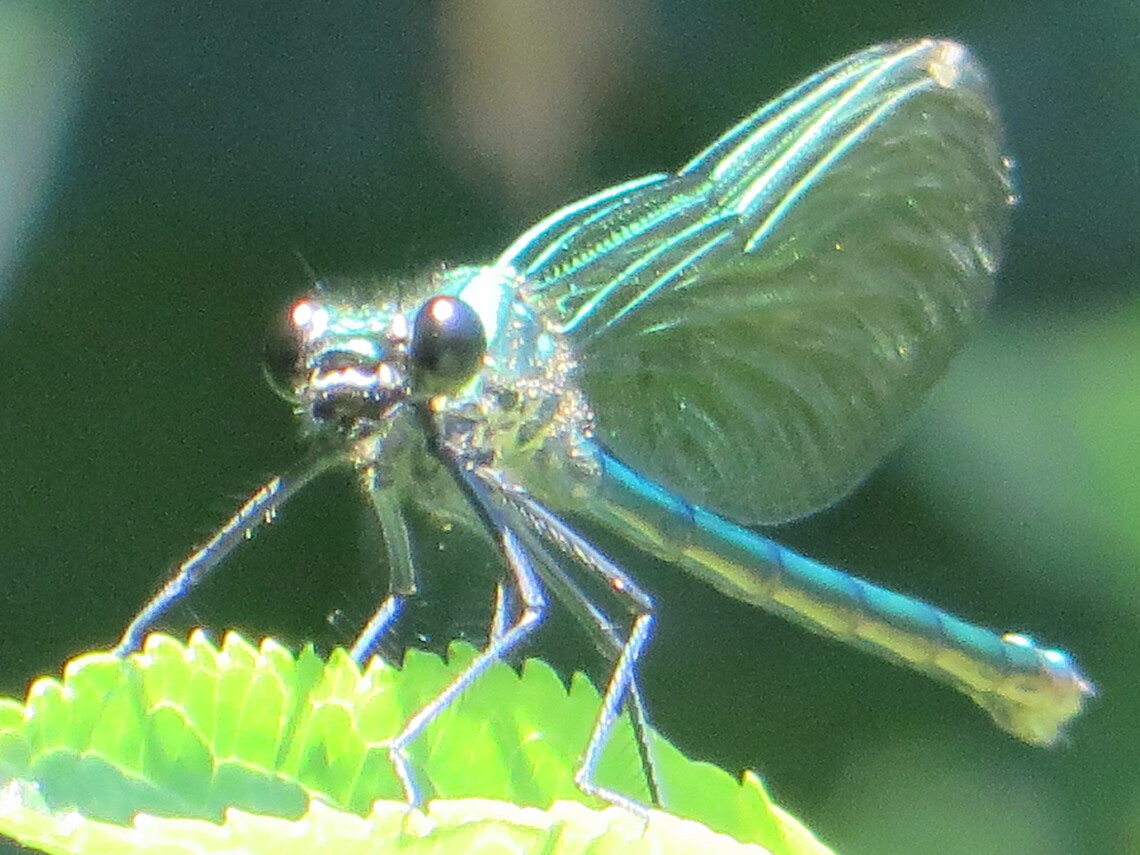 damiselle fly