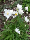white flowered plant 12.5.13 
