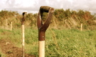 St Ives Allotment Association logo