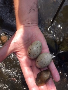 Found in the river