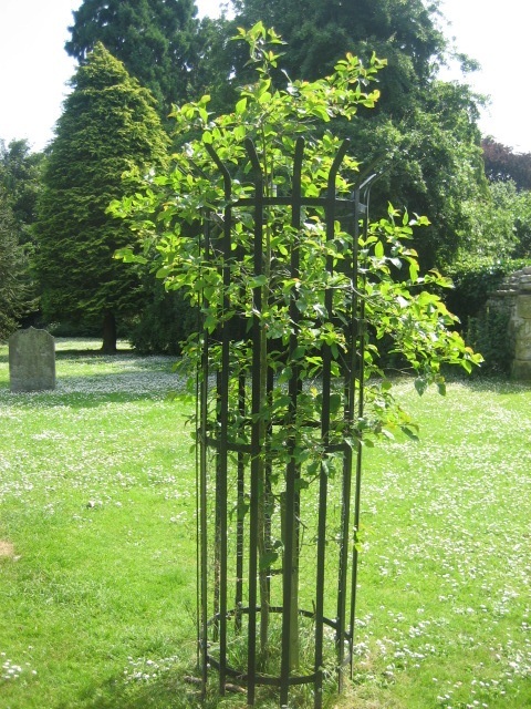 William Penny Brookes memorial tree