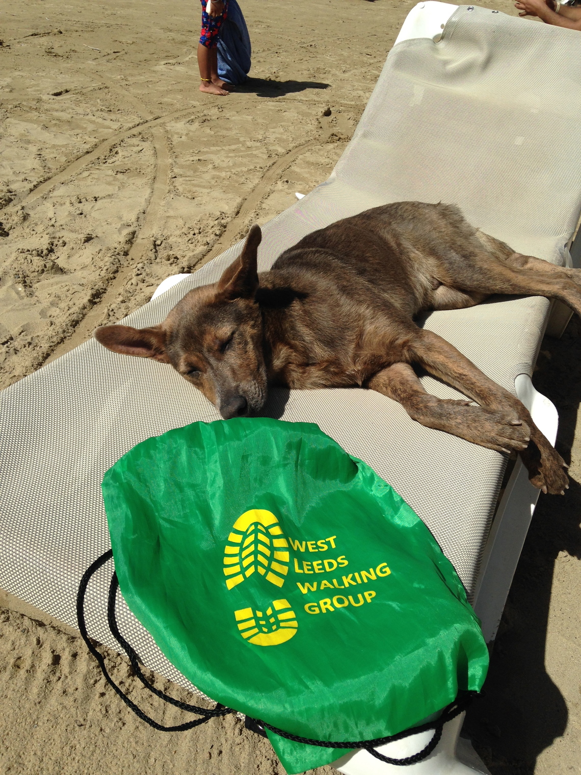 Carib Dog/Green Bag