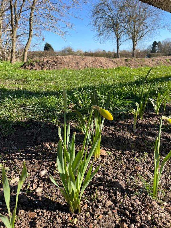 Daffodils at Barnby Road, green grass and clear blue sky