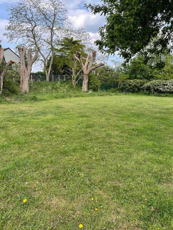 green grassy space edged with large topped trees @Barnby Road