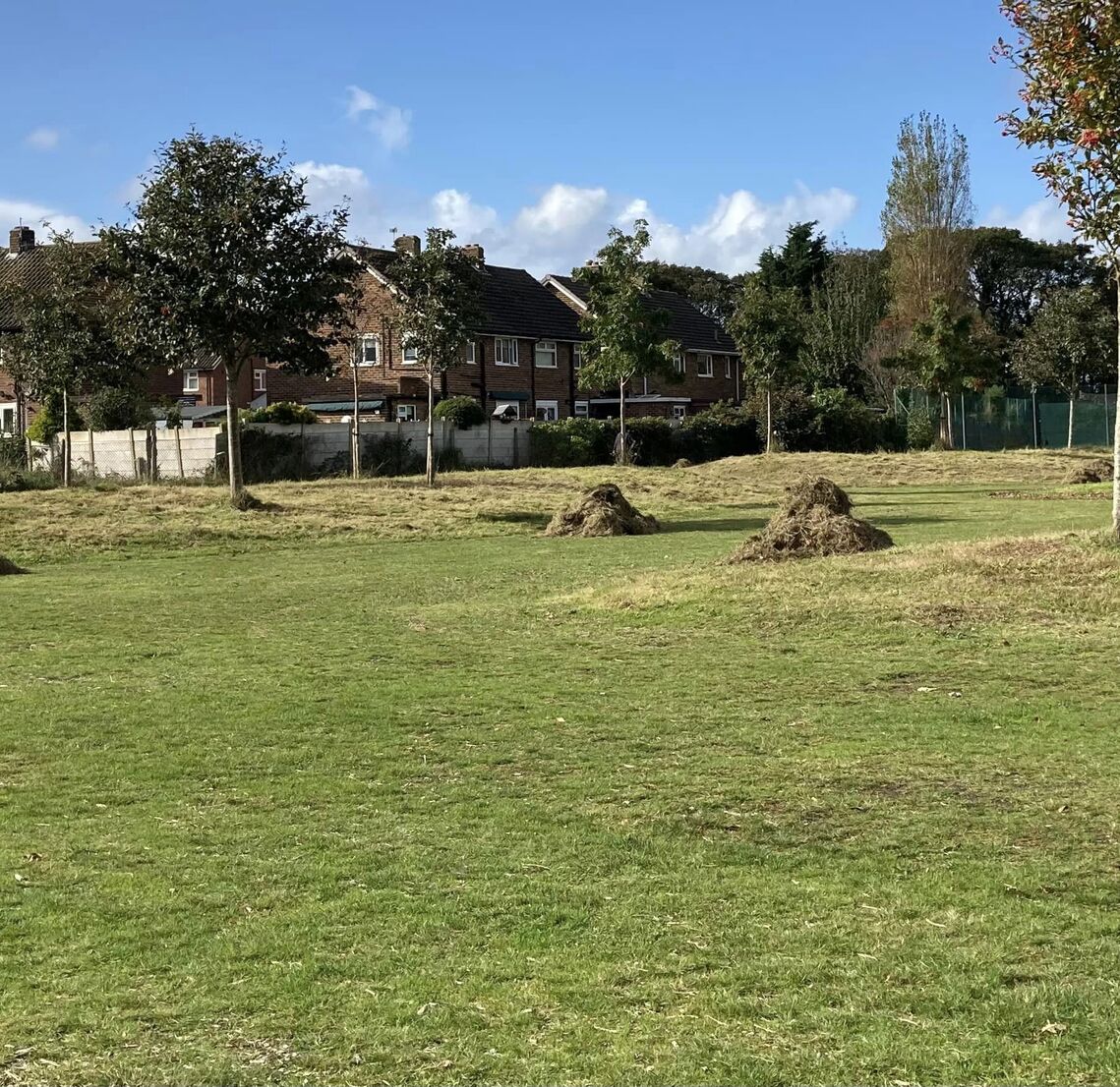 Grass raking