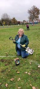 Planting crocus bulbs