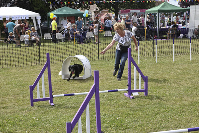 Dog Agility