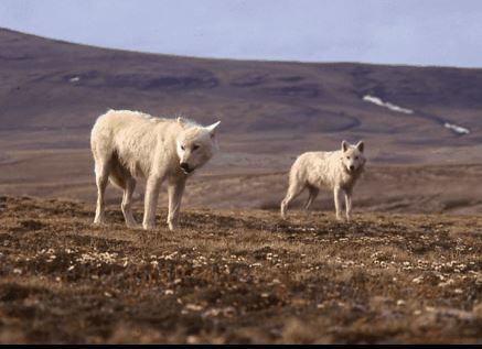 Arctic Wolves