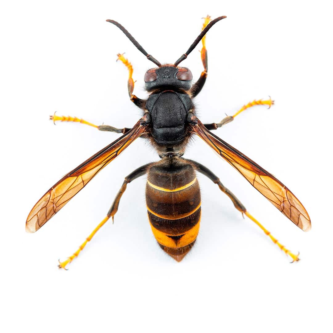 Asian Hornet