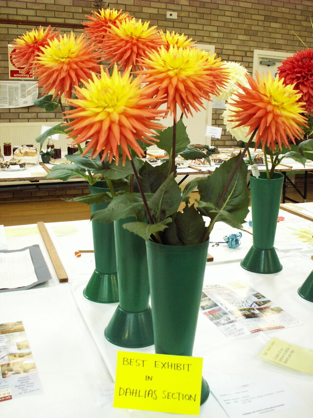 Best Dahlia Exhibit