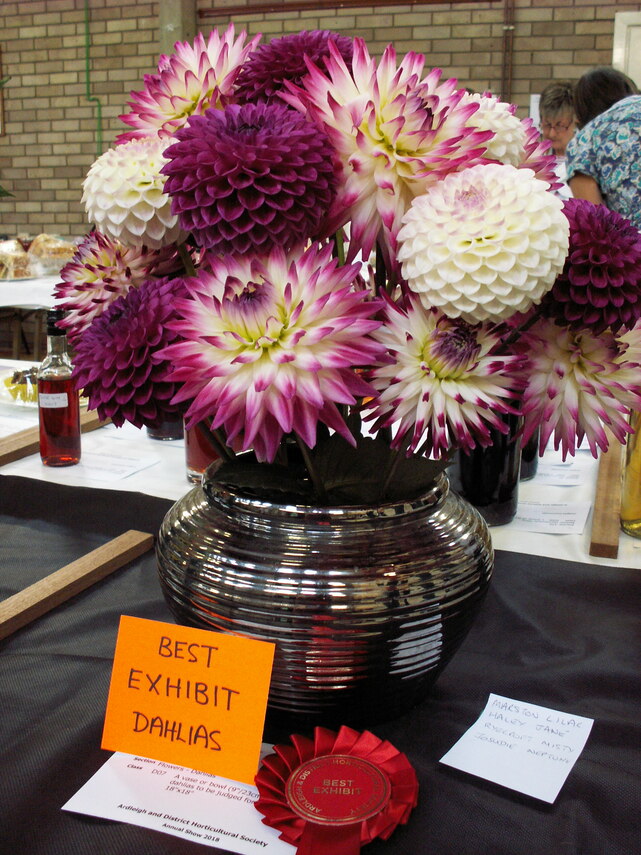 Best Dahlia Exhibit