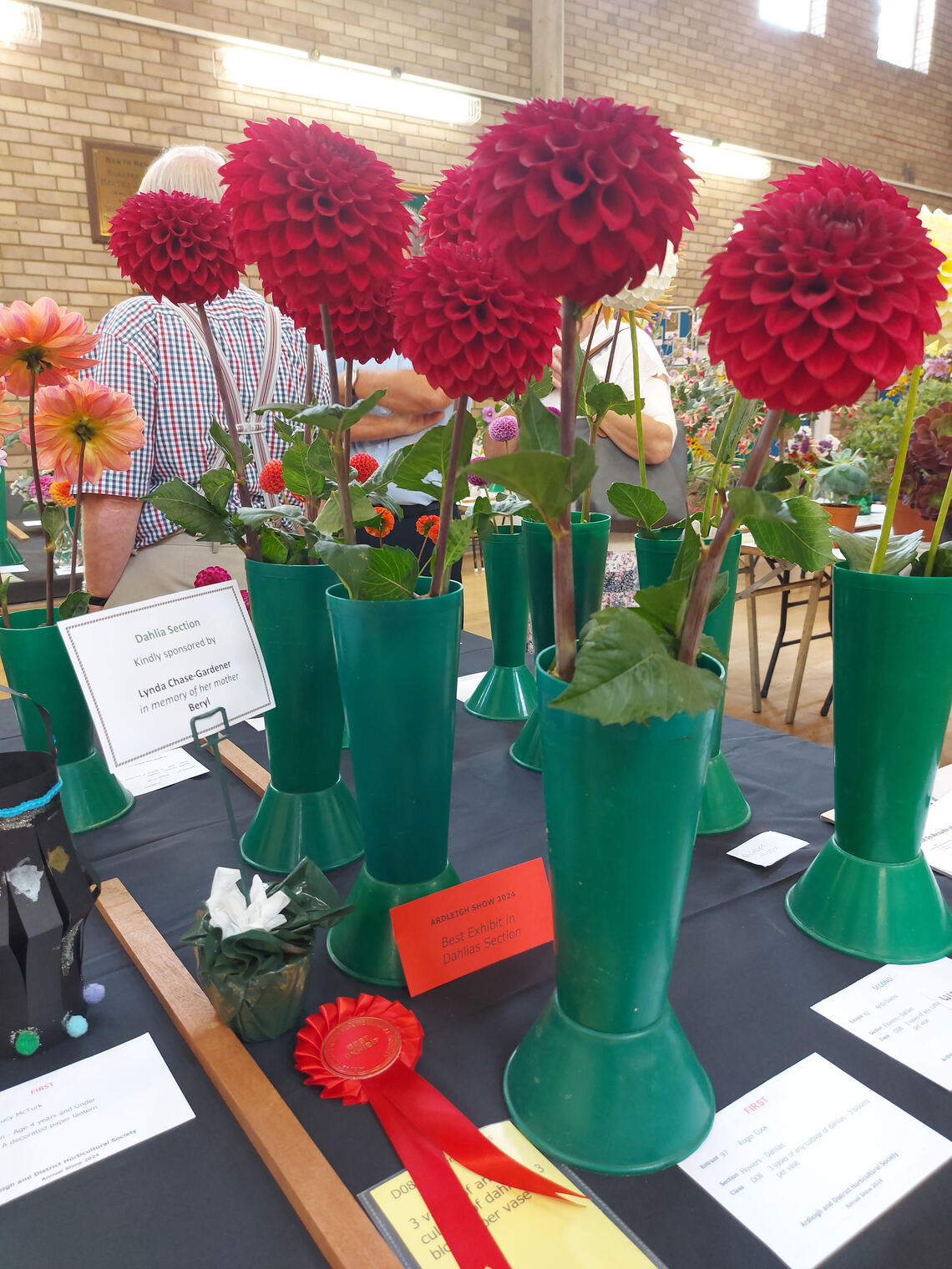 Best Dahlias 2024