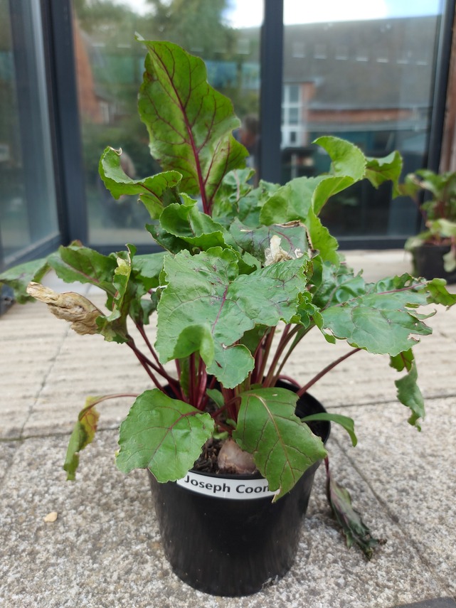 Best exhibit in St Marys School Gardening Club Class