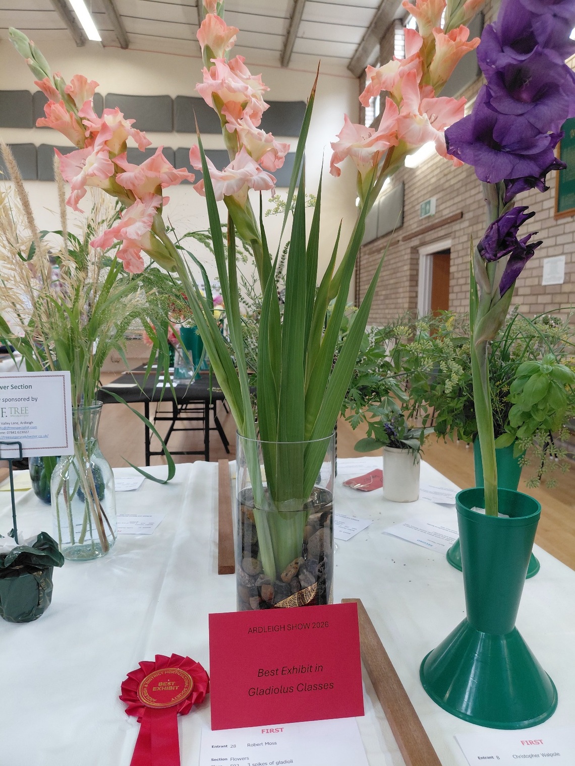 Best Gladiolus exhibit 2026