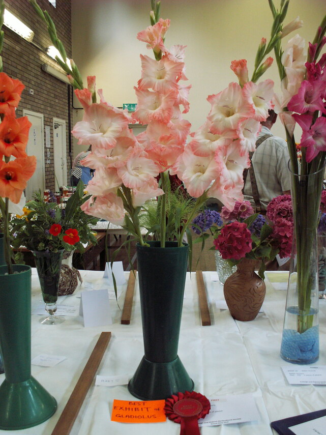 Best Gladiolus  Exhibit