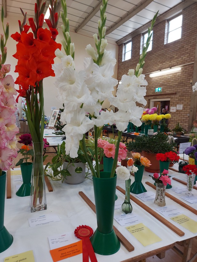 Best Gladiolus Exhibit 2023