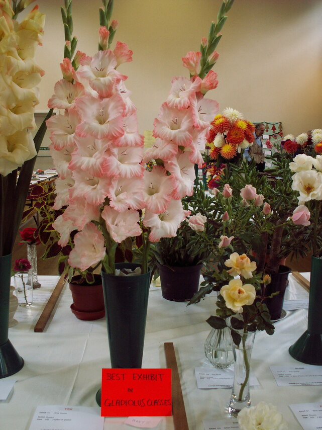 Best Gladiolus  Exhibit