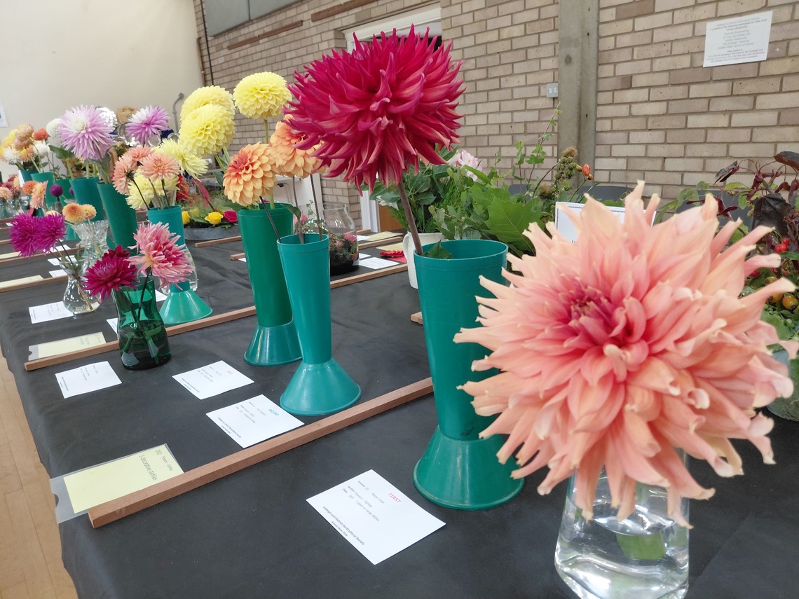 Dahlias 2026 1