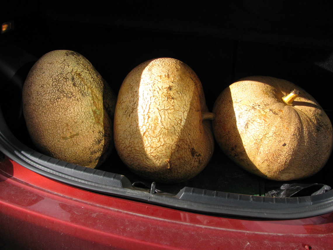 Shirleys Pumpkins Oct 2013