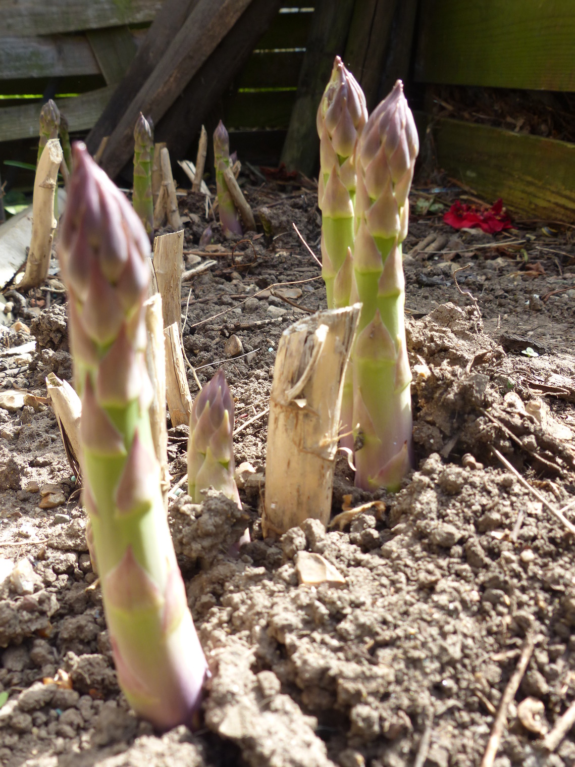 Asparagus shoots