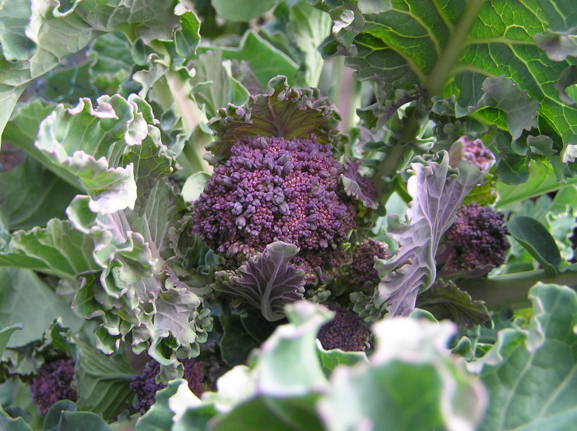 Purple sprouting broccoli