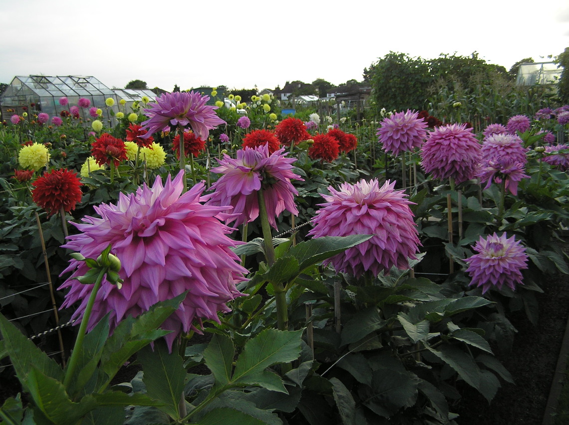 Dahlias