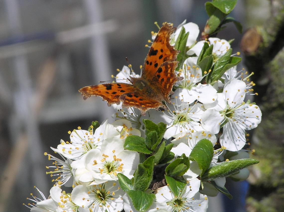 Comma butterfly on plum blossom