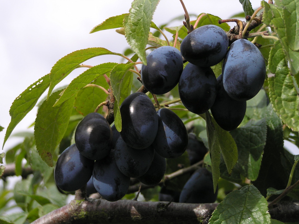 Damsons