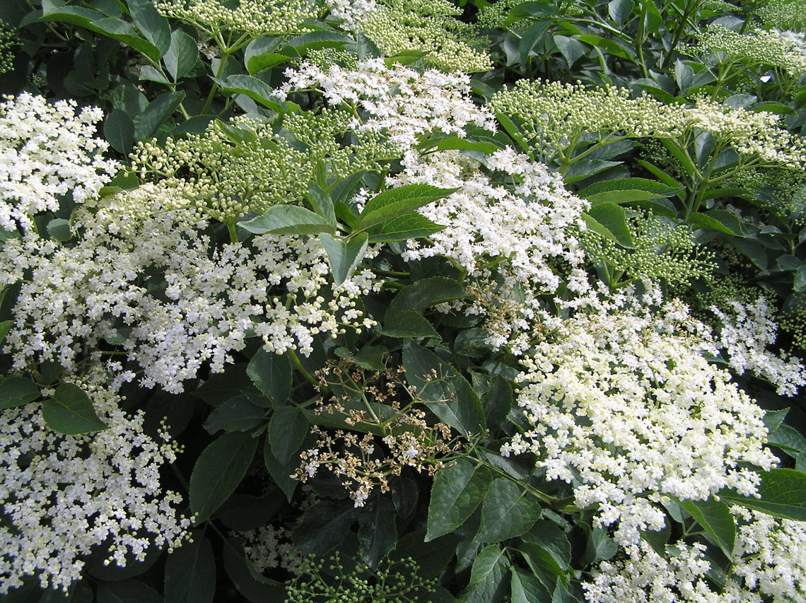 Elderflowers