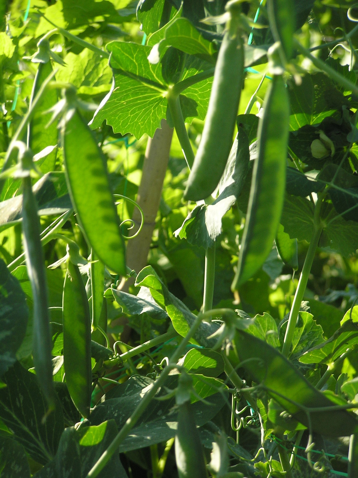 Mangetout peas
