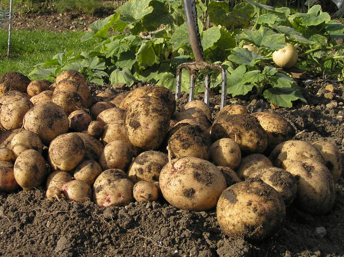 Cara potatoes
